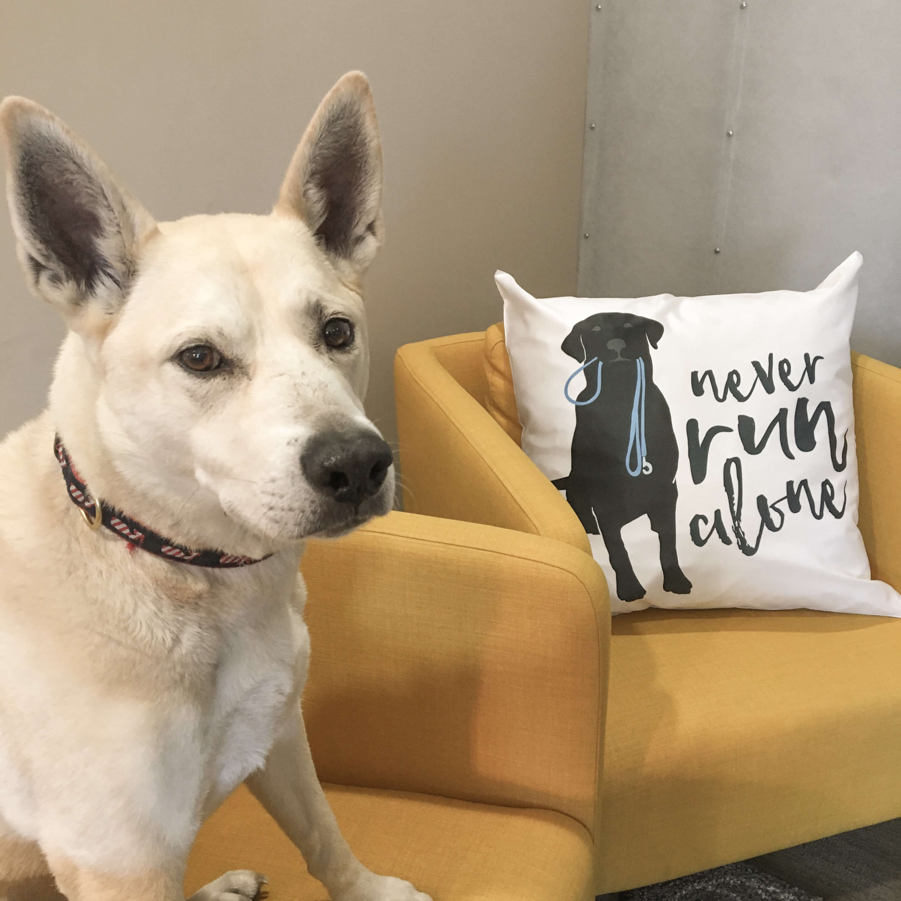 Dog with a pillow