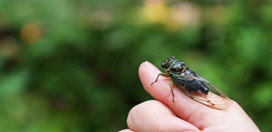 The Historic Cicada Invasion of 2024: A Phenomenon Centuries in the Making