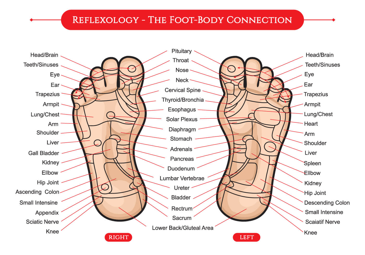 Knee Reflexology Foot Chart