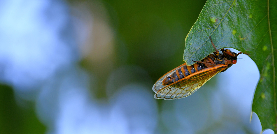 Cicada 2