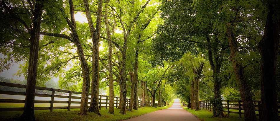 Lexington Kentucky Running