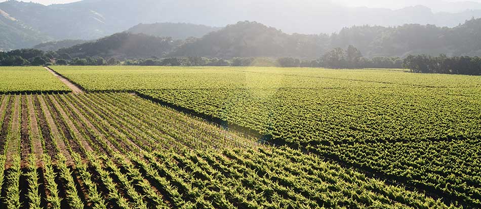 Napa Valley California Running